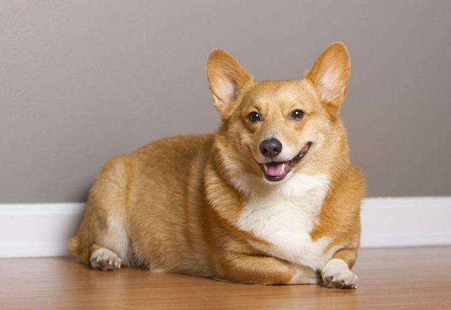 柯基犬容易患什么眼疾,柯基犬的常见疾病是什么怎么解决