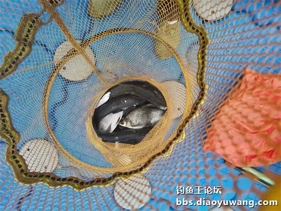 钓鱼王王者风范，拿捏多鱼种轻松