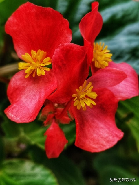 能开花又高大好养的植物,非常好养的一款开花植物