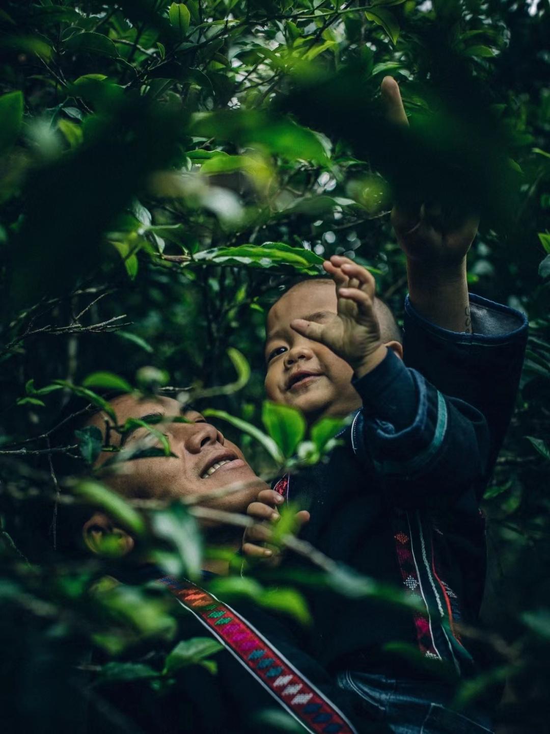 正宗的云南普洱茶是什么样的,真正的云南普洱茶是什么样