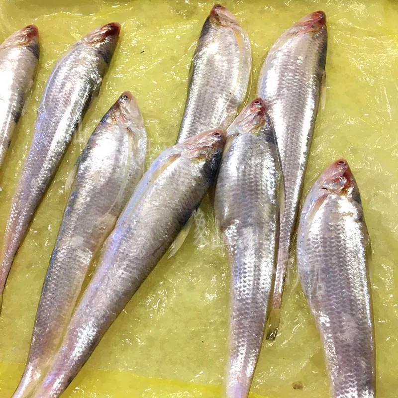 鱼类食材大全名称图片,鱼类菜谱大全100种