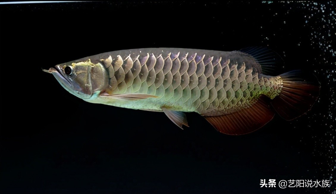 好品质金龙鱼价格,金龙鱼油哪种品质最好