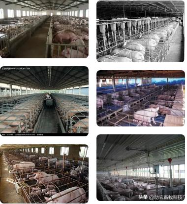 乳酸菌对猪拉稀有帮助吗,猪用乳酸菌有哪些好处