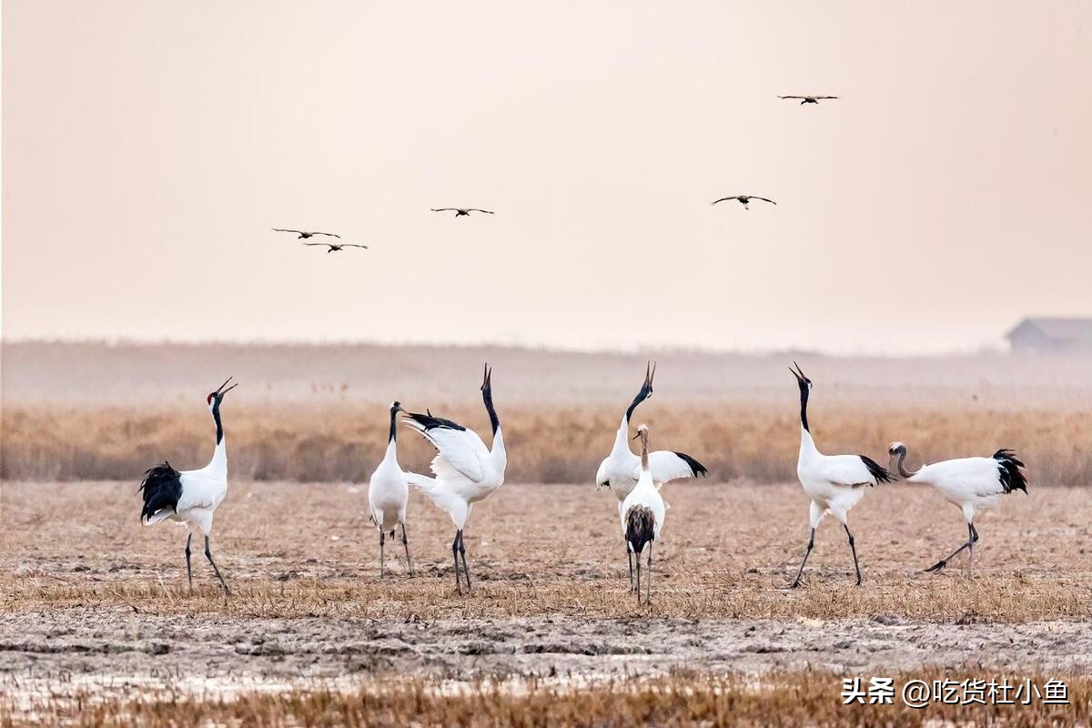 真正的江苏盐城有什么特产,盐城最出名的特产有哪些