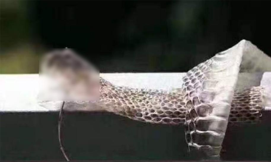 2米以上的蛇蜕皮,发现蟒蛇蜕皮