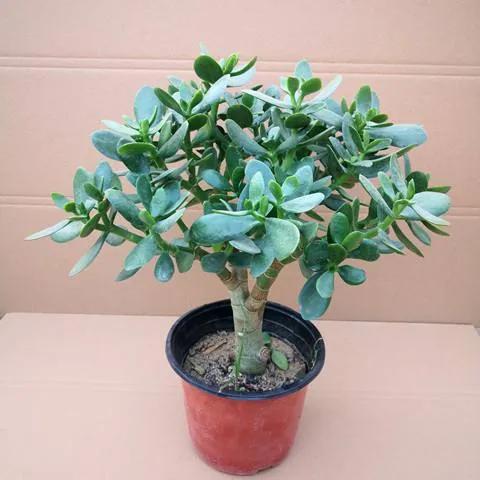 家中适合种的五种树,客厅里最好养的树幸福树怎么养