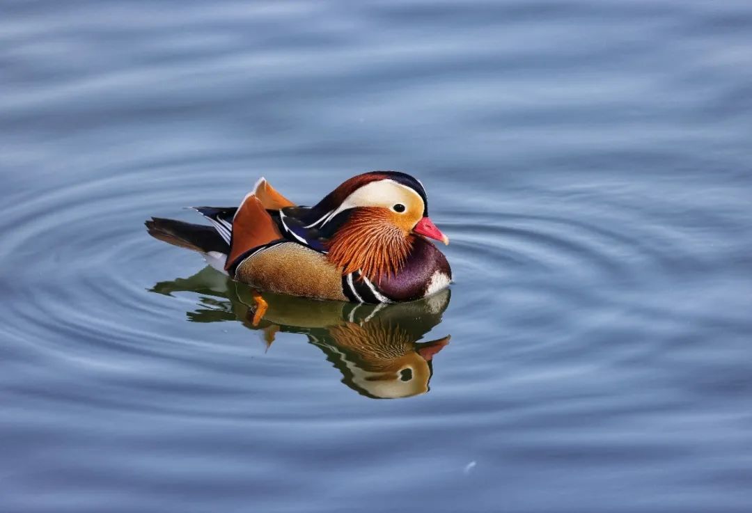 北京东城怎么样,北京东城房价一览表