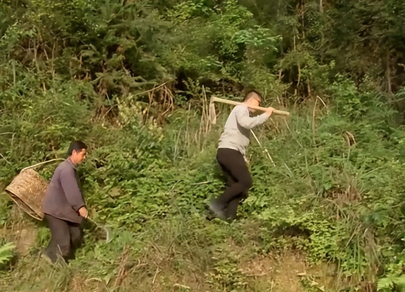 5毛钱一斤没人要的“野草”,小伙竟看出商机,2019年赚1760万元