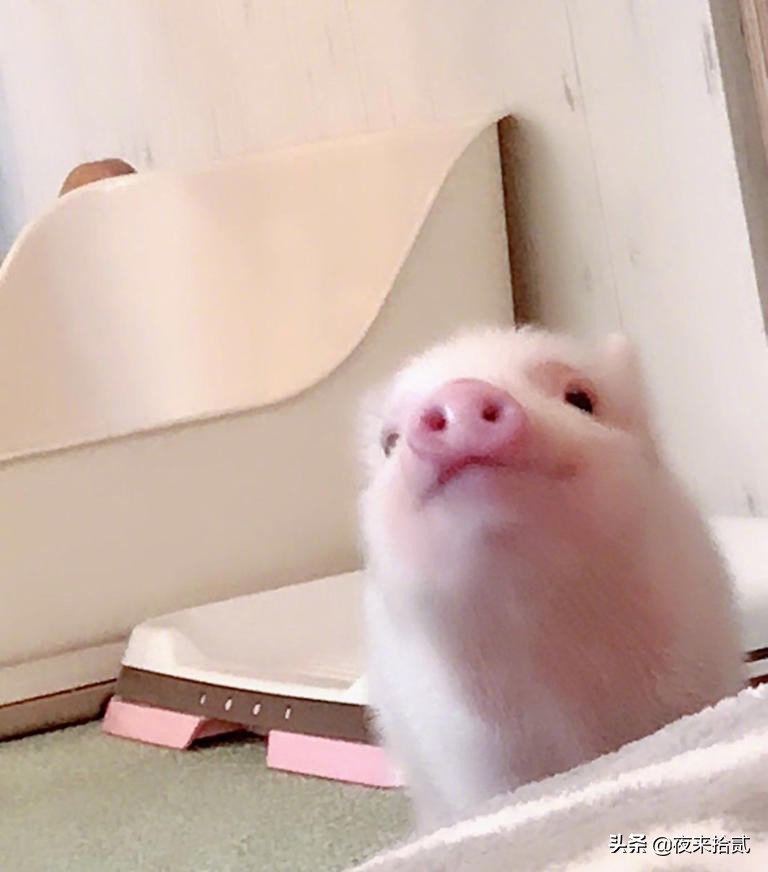 网友打卡日本迷你猪咖，这也太可爱了吧