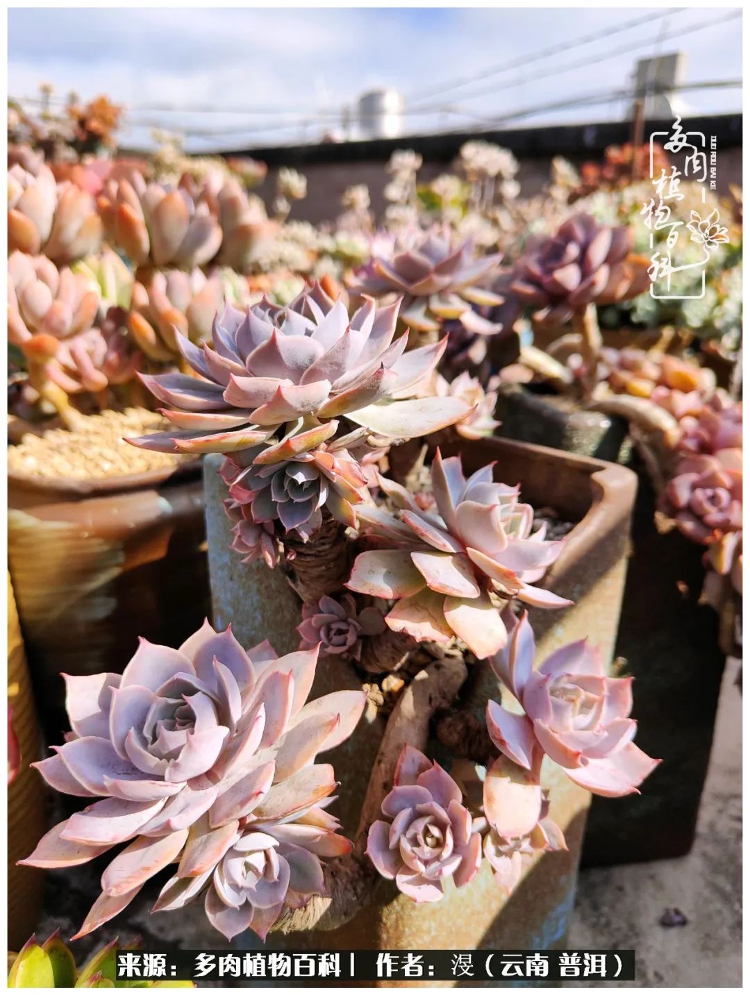 云南的冬天没有云！养肉七年，不谈得失，只论陪伴！