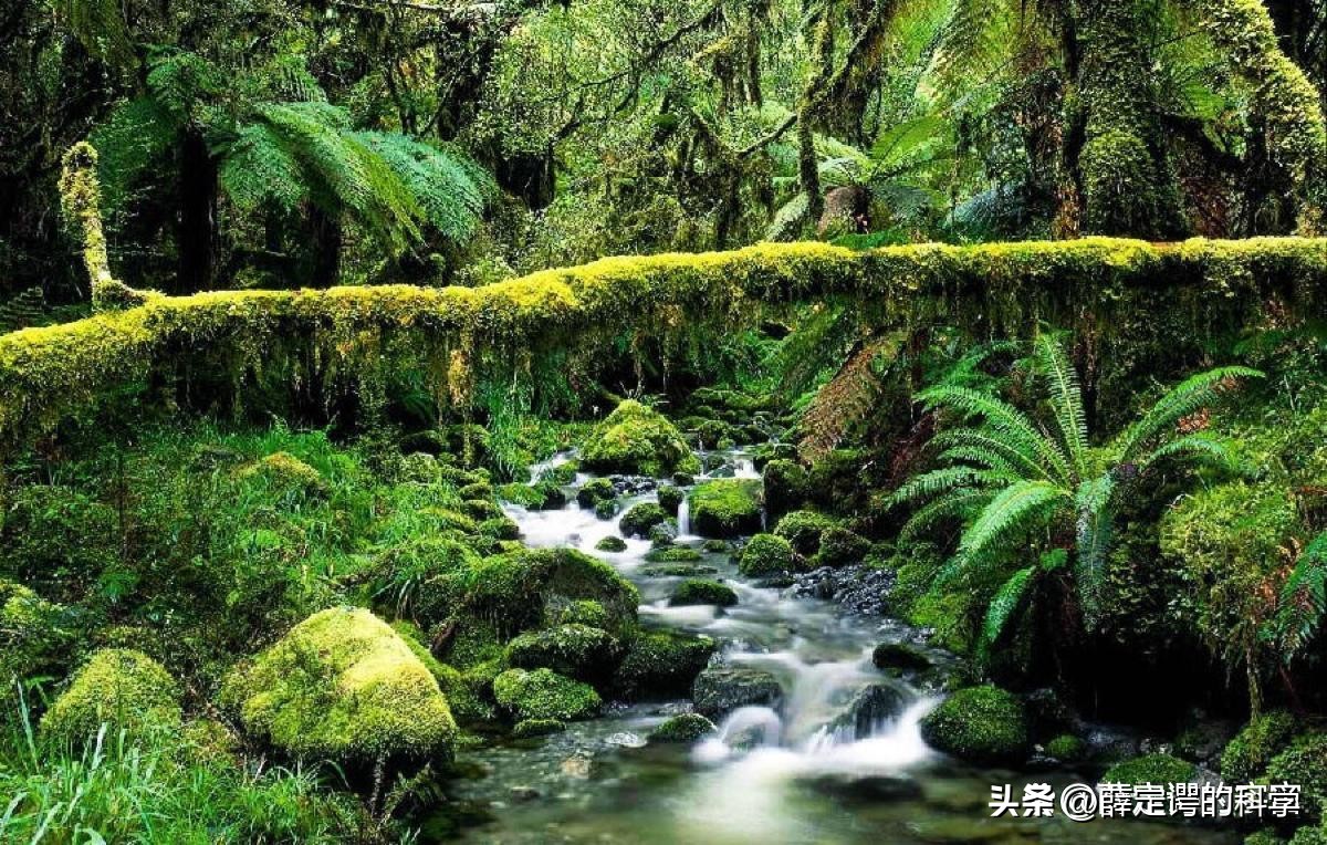 “绿色天堂”亚马逊雨林有多恐怖？其实是人类禁区