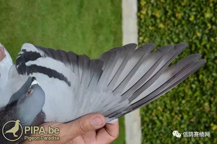世界级养鸽名家的经验分享（一）