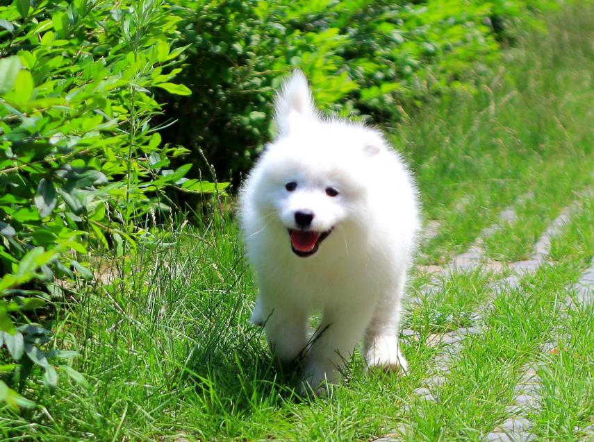 百度一下萨摩耶的优点与缺点,萨摩耶狗狗缺点优点