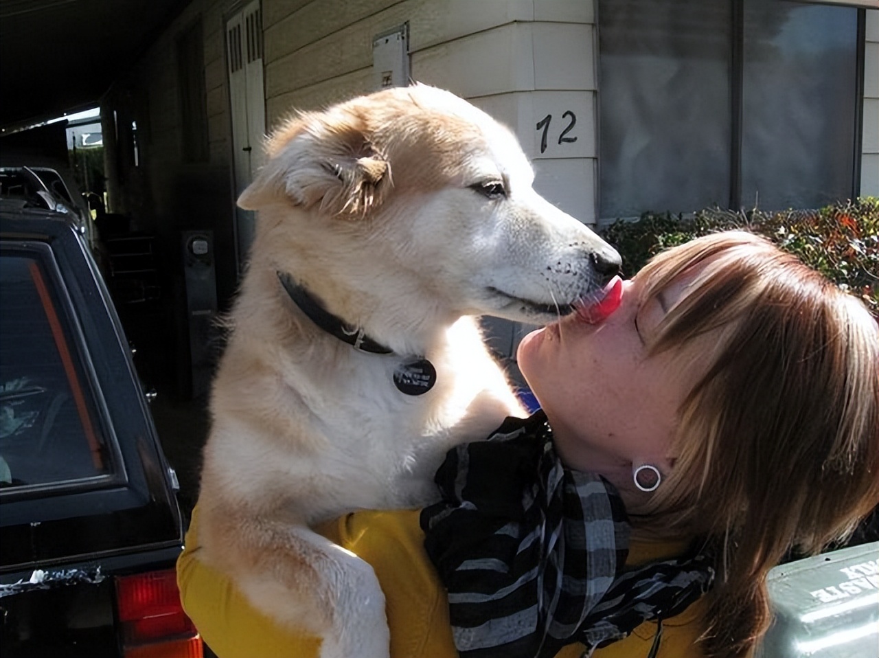 养狗多年才知道狗狗跟你玩,养狗的整天被狗舔有危险吗