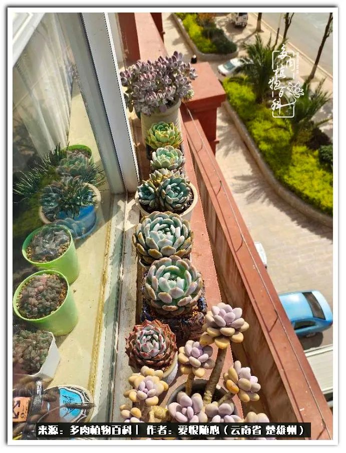 用心种好每一棵多肉,每一棵多肉都是独一无二的