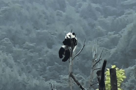 丫丫目前回国的样子,丫丫回国是好事还是坏事