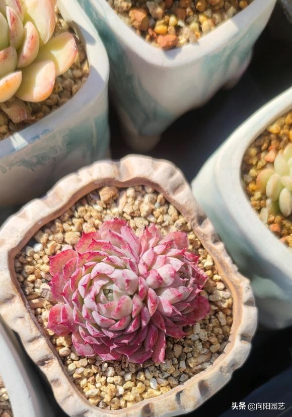 多肉水浇多了根腐烂怎么补救,室外养多肉为什么徒长
