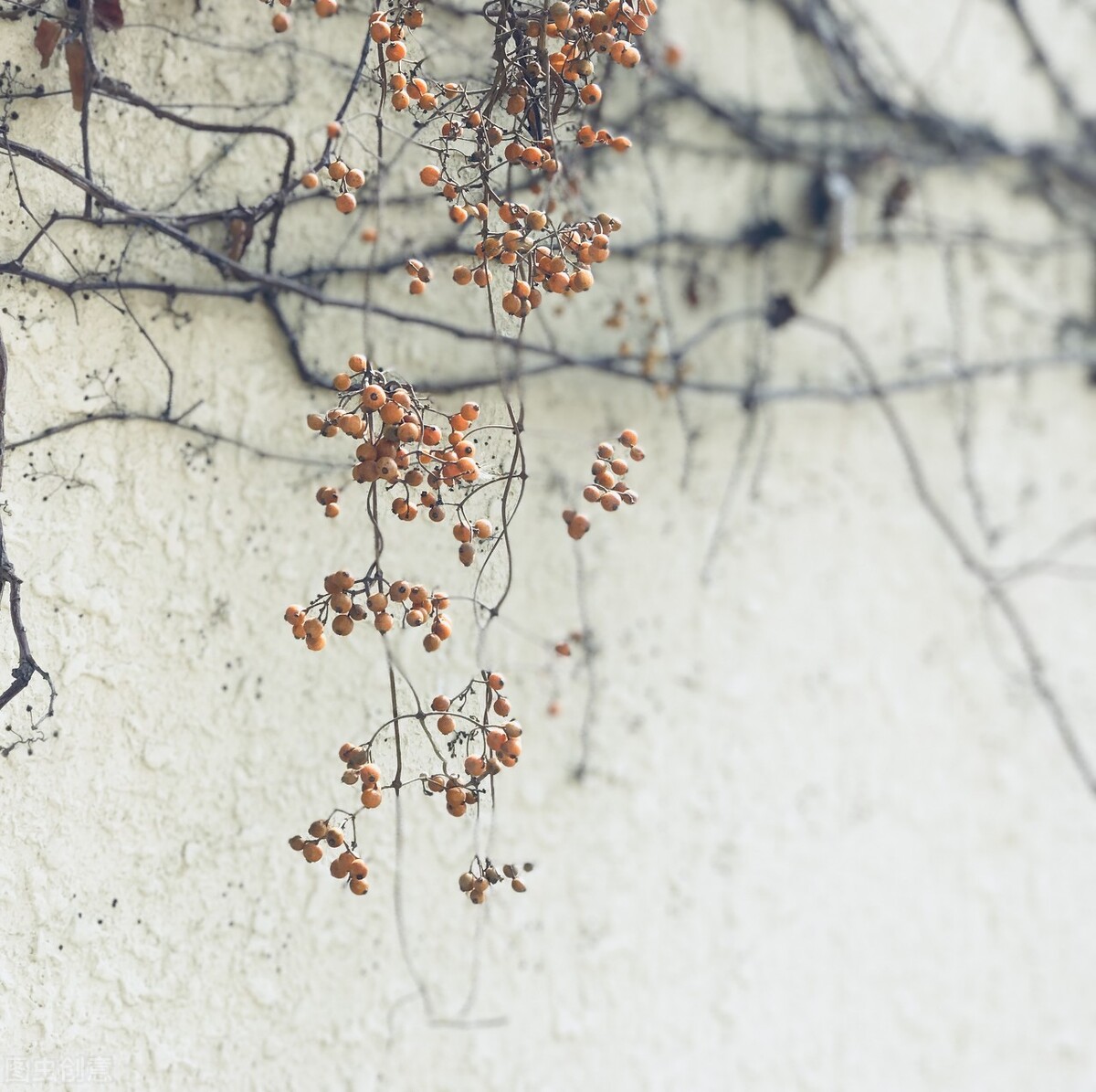 三教侠圣王嘉麟——家乡饥瑾困幸得盛槐来