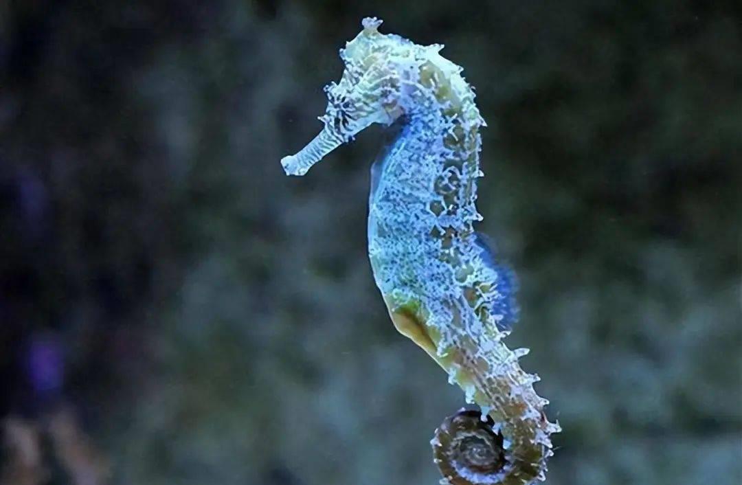 海洋里的奇特生物海马,海马神奇的生物