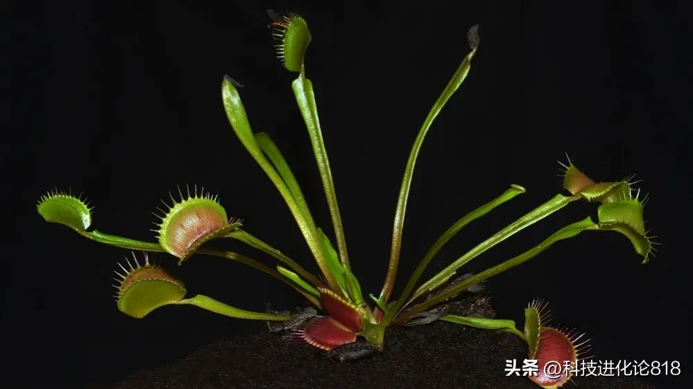 你绝对没见过的食虫植物,十种食虫植物