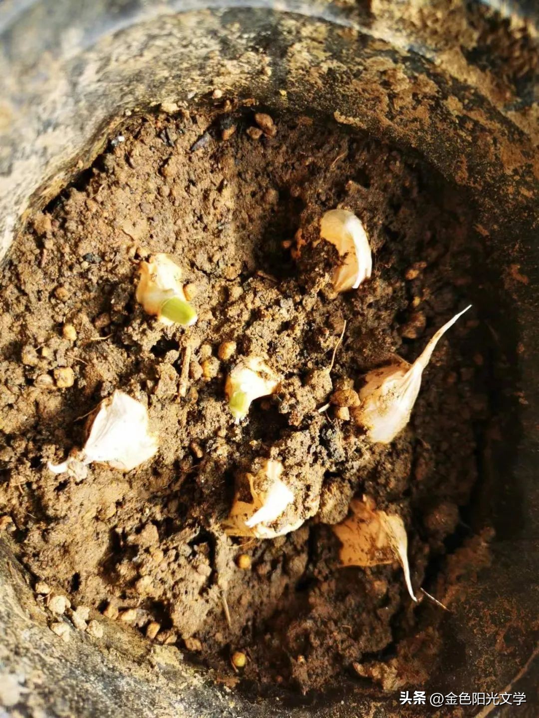 小小动物园日记100字,二年级动物园观察日记