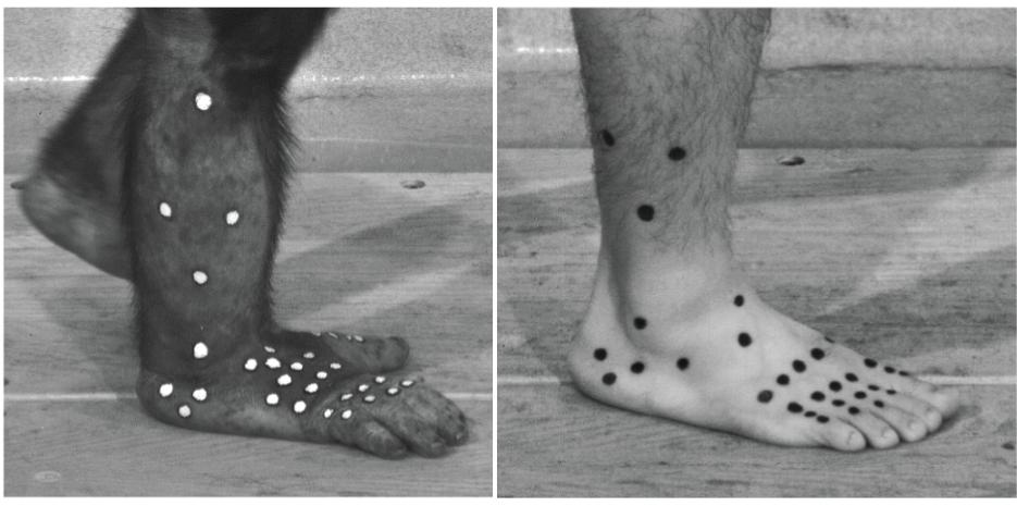 人的脚可以承受多大的力,人的脚有什么区别