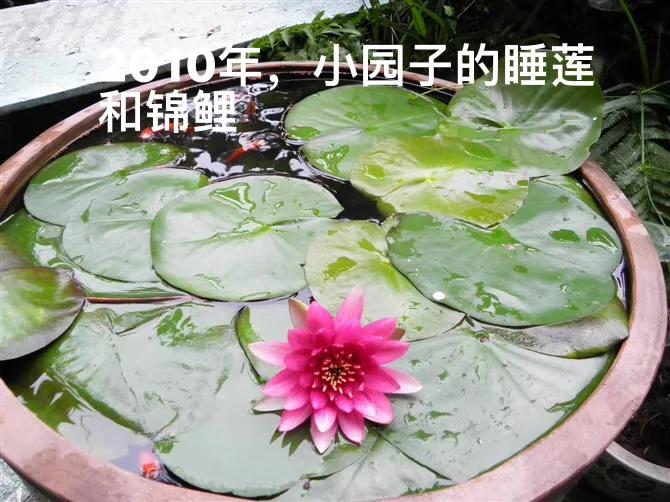 白马蹄莲跟彩色马蹄莲哪个品种好,洁白的马蹄莲图片