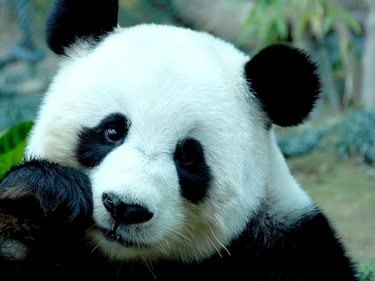 印度屡次向中国求借大熊猫遭拒，卡塔尔却一次成功？背后有何原因