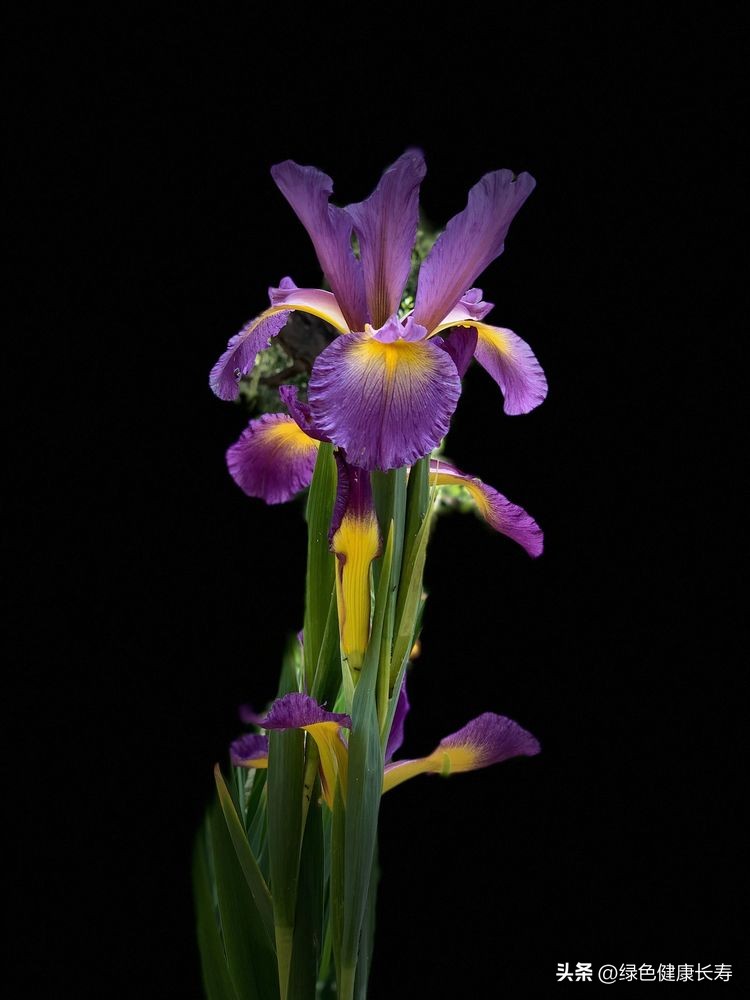 世界花园风景,世界花园