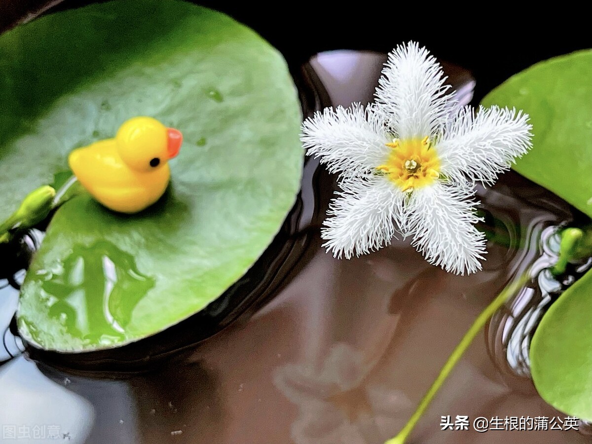 水生花卉栽培方法和技术,十种常见水生花卉