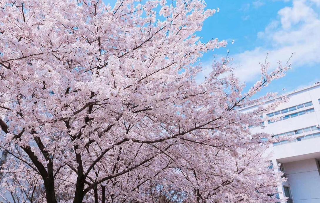 上海有哪些一本大学2023,2022上海所有大学排名