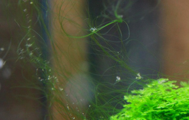 水族草缸爆绿丝藻怎么办,水草缸绿藻的养殖方法