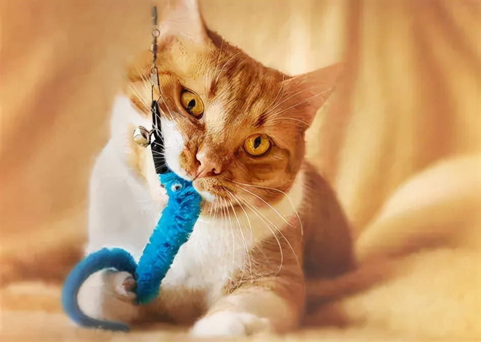 治疗猫咪便秘的特效药,快速治疗猫咪便秘药