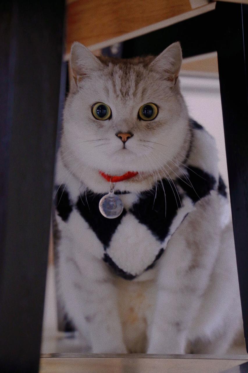 铲屎官的哲学观,铲屎官痛点