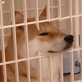 宠物狗哪种比较好养不叫,什么宠物狗最好养又听话不拆家