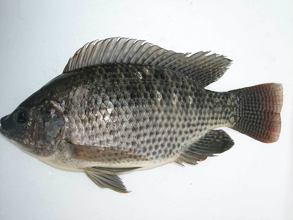 世界水产业重点科研培养的淡水鱼类——罗非鱼