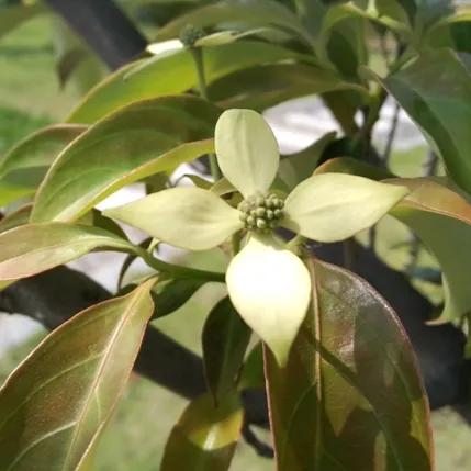 100种迷人的“数字花”,从零到一百万,真是太神奇了