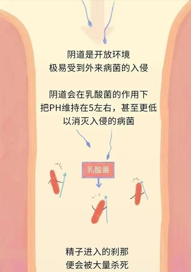 精子在人体24个小时都经历了什么,精子在人体24小时经历了什么
