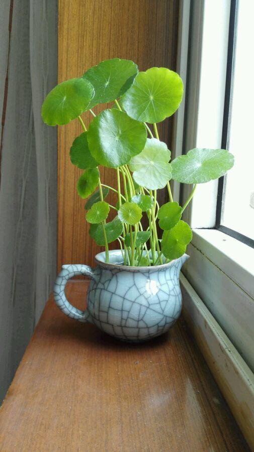 什么花最好养代表好运,家里养什么吉祥花最好