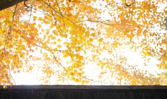 许碧霞全部歌曲,许碧霞江西