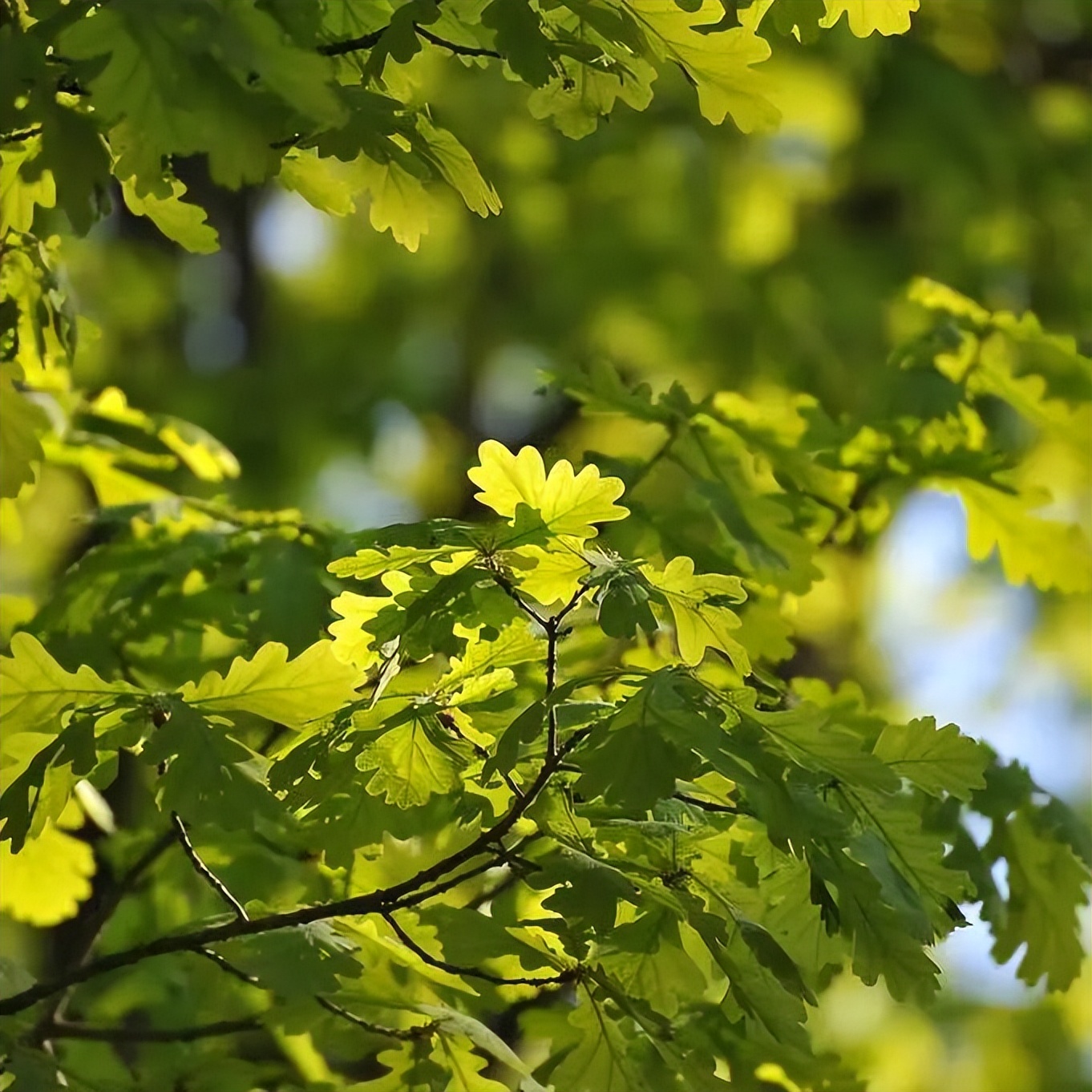 实木地板稳定性排名第一位,栎木地板如何