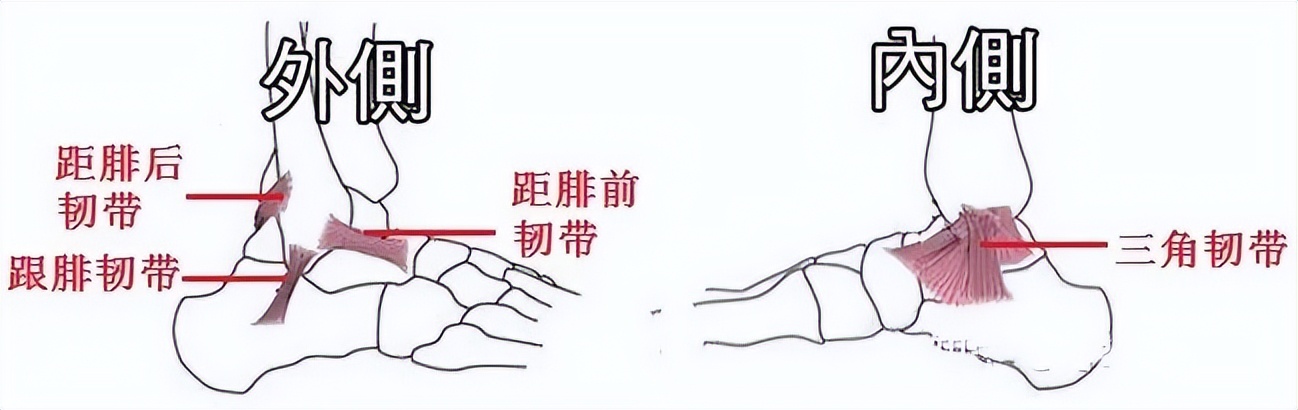 脚踝疼痛别大意，警惕这个疾病找上门！