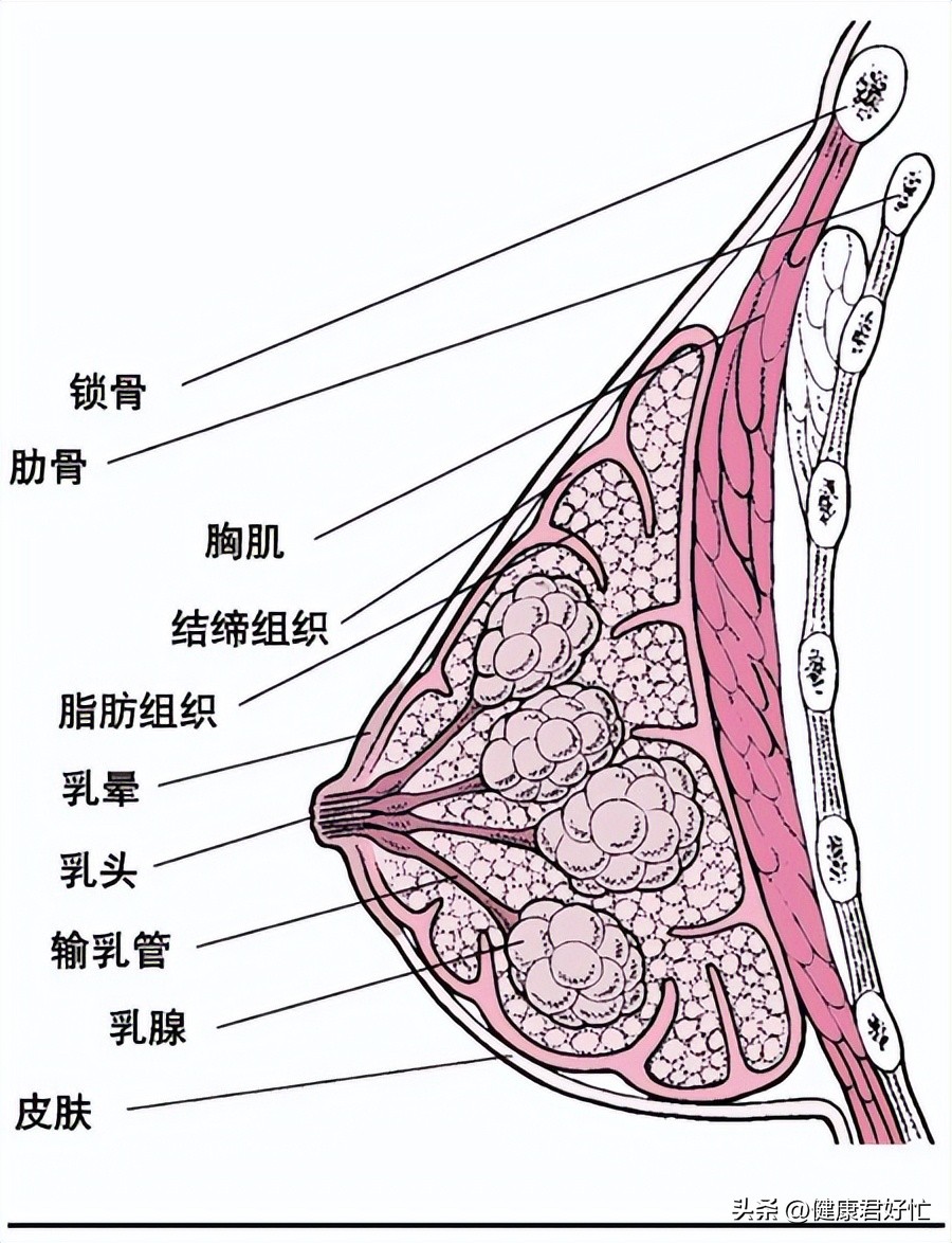 有哪些乳腺知识一定要了解,女生乳腺冷知识
