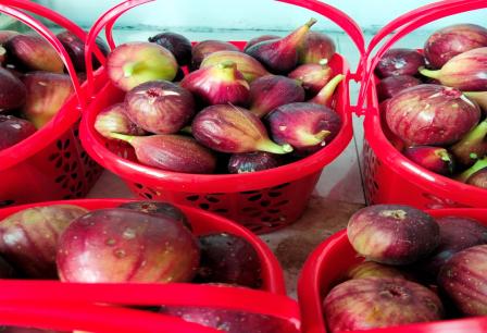 卢慧君:无花果红味香甜