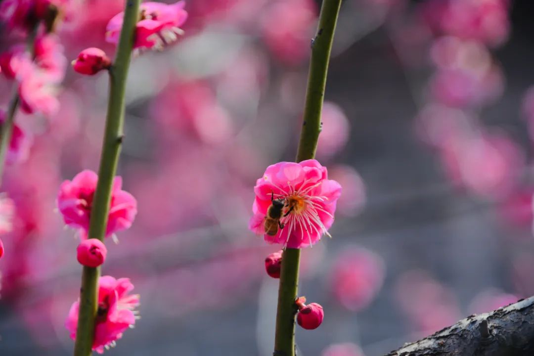 中华好诗词关于风的诗句,带有风的古诗文名句各十句