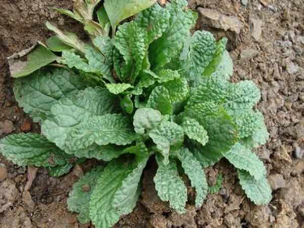 有一种草药叶子像癞蛤蟆皮一样,叶子像癞蛤蟆的植物