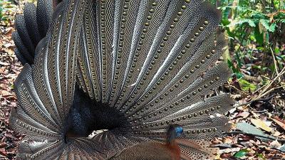 原来它们也有“性丑闻”,这片看完让我大开眼界