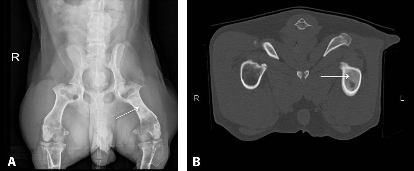 茶杯犬为什么便宜,拿命换的茶杯犬