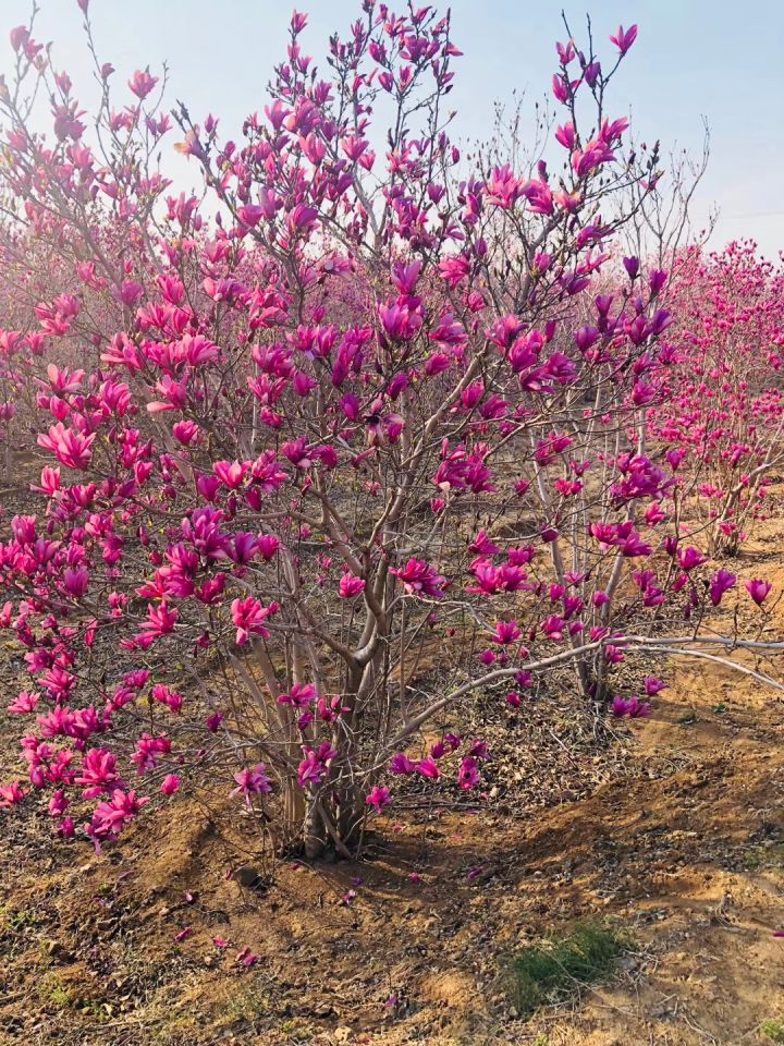 丛生玉蕊树价格多少钱一棵,丛生丁香价格表