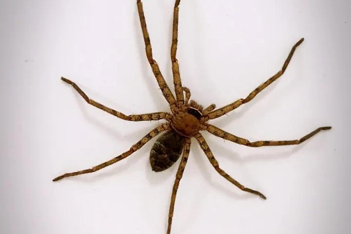 家里会出现的小虫子有哪些,家里常出现小虫子有哪些